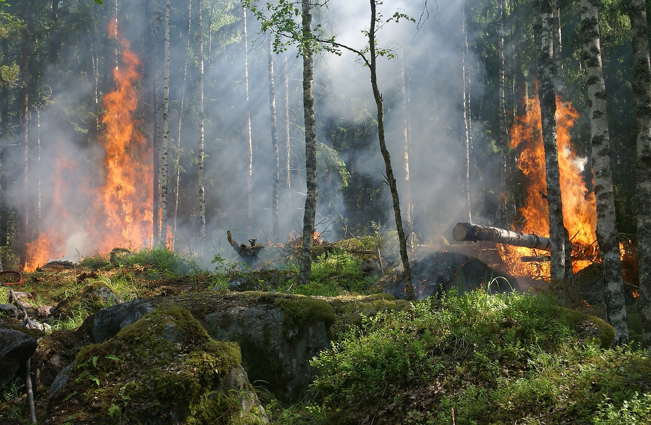 Incendio forestal