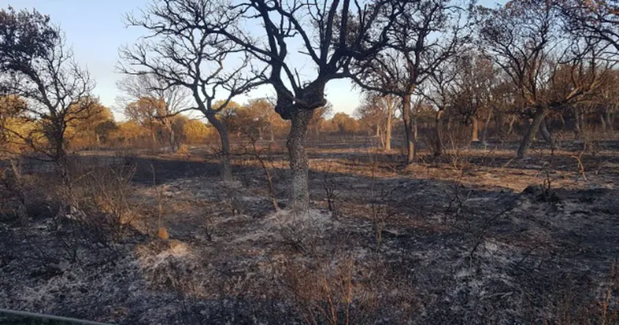 Incendio bosque